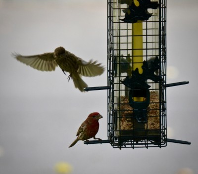 DSC_0887.jpg