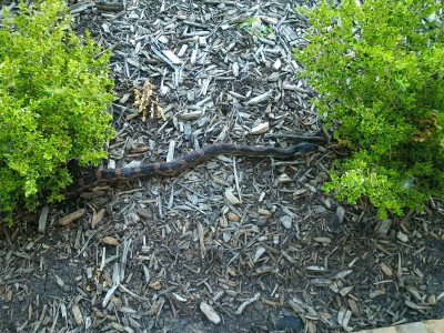 Texas Rat Snake