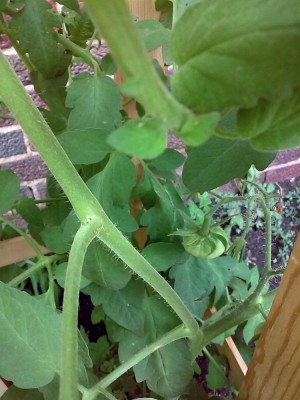 1st Tomato (6-30-16).jpg