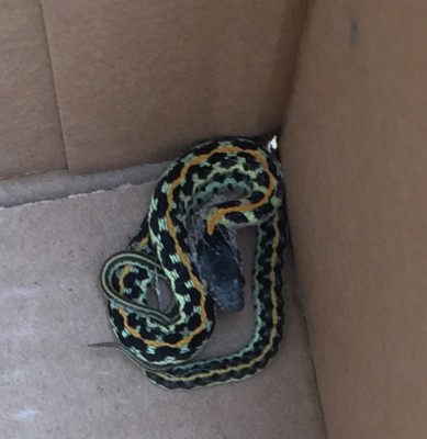 eastern black neck garter snake in a box