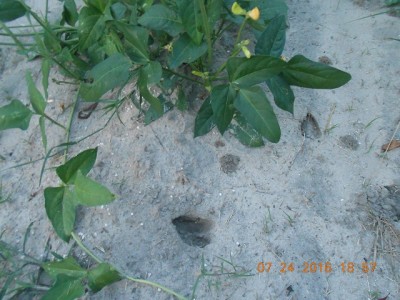 2016-07-24 001 005r.jpg (208.01 KiB) Viewed 1695 times evidence of Bambi and friends