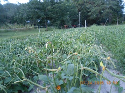 Zipper Creams ready to pick