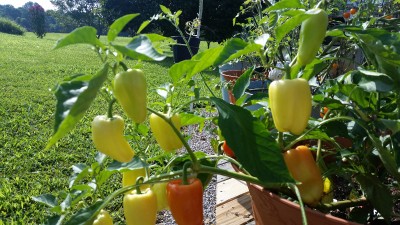 20160802_093038.jpg