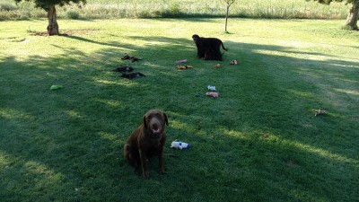 IMG_20160806_193006267.jpg