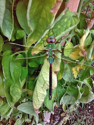 Dragon Fly.jpg