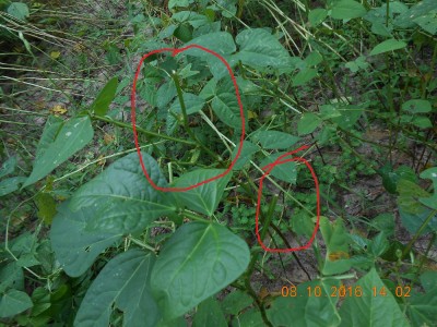 cut stems