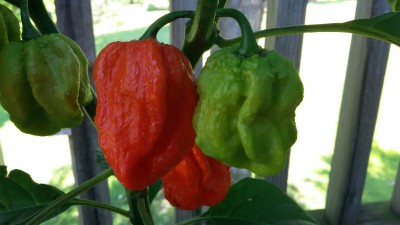 20160816_092735.jpg