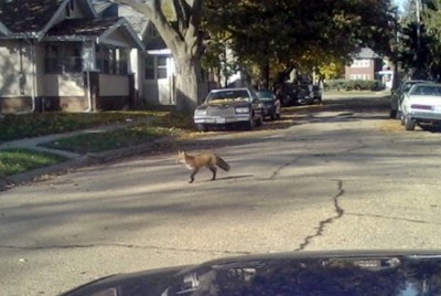 Red Fox on 6th Ave #1.jpg