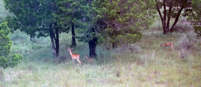 Deer in Yard #1 small.jpg