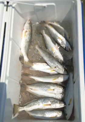 Sand Seatrout