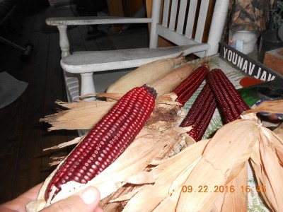 Miss Joy claimed these for Fall/Thanksgiving decorations