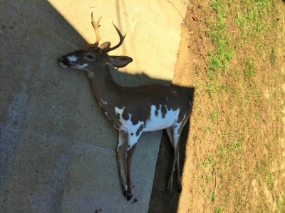 PieBald Deer --r (2).jpg