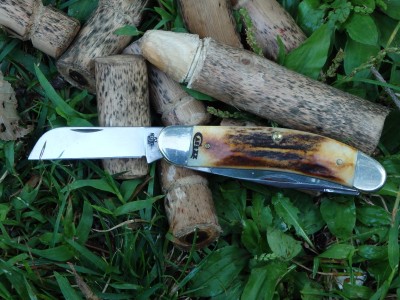 stag CV sowbelly1.JPG