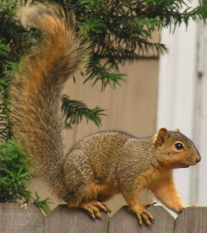 Fox Squirrel.jpg