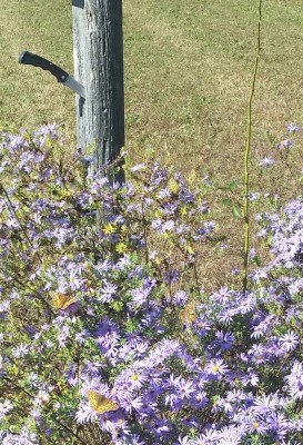 20161022_111451-3.jpg
