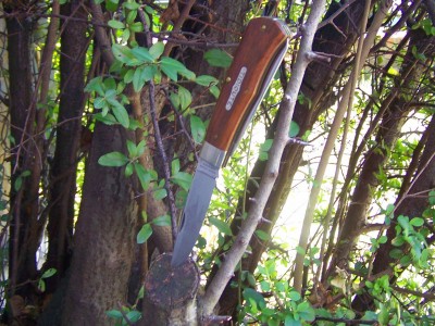 Tidioute in the thorns.JPG