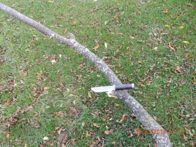 tree limb 2.JPG