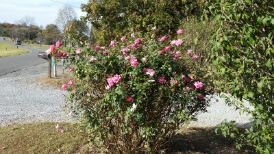 20161107_141758.jpg