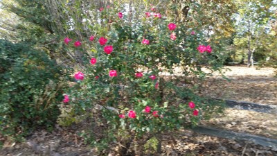 20161107_141628.jpg