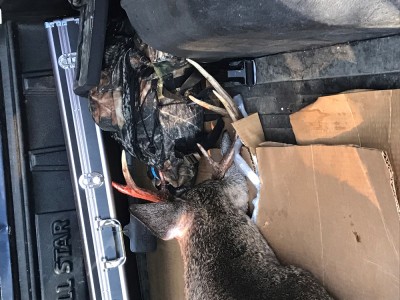 2016 Buck.JPG