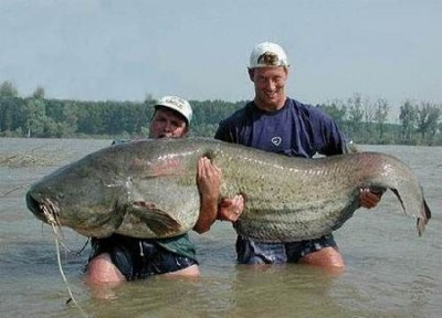 not-world-record-catfish.jpg