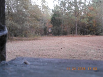 The doe that showed up while the neighbor was shooting.