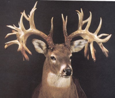 non-typical buck.jpg