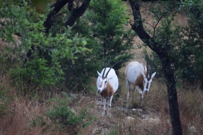Oryx in yard