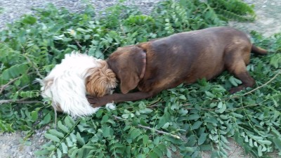 Nikki and Molly helping with tree trimming 2016.jpg