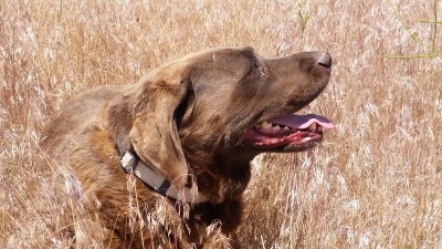 Nikki Desert 2016_pic 2.jpg