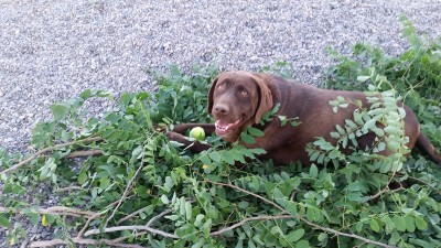Nikki helping with tree trimming 2016.jpg