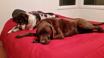 Nikki and Buddy_New Years 2016.jpg