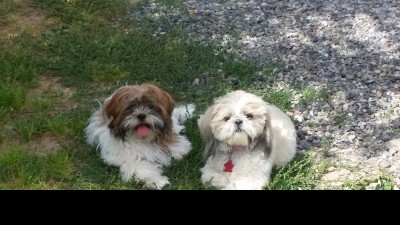 Molly and Lucy_2016.jpg