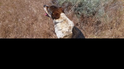 Buddy Desert 2016_pic 2.jpg