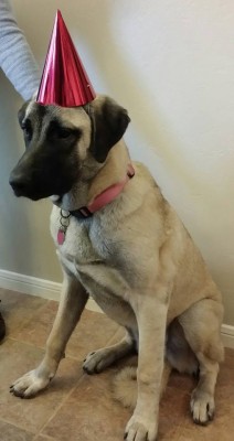 Joshka - 1 yr old (Ahter).jpg