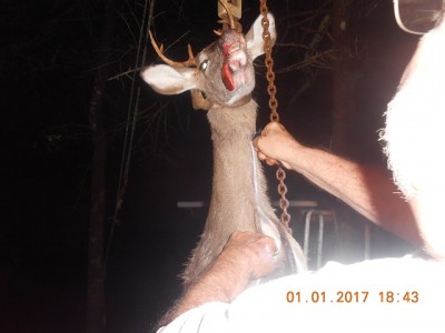 Almost to the top, then around the neck and peel the hide down to the shoulders.