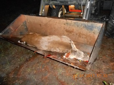 Bambi takin' his last ride.