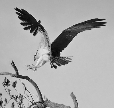 _DSC0843 b-w.jpg
