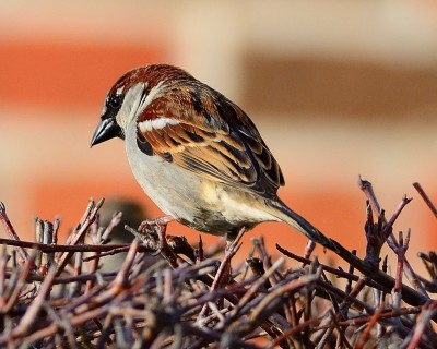 DSC_1559.jpg