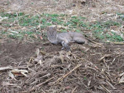 catoh2016.jpg