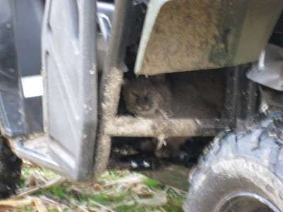 catsxs.JPG