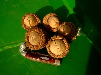 Burr oak acorns