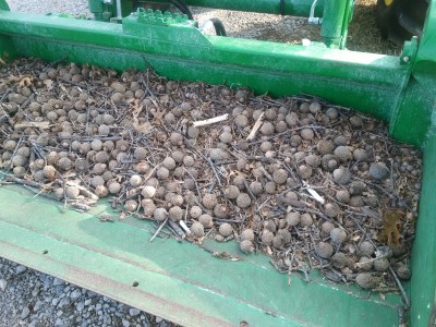 Burr oak acorns