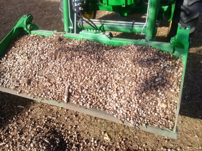 Red oak acorns