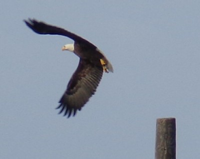 Eagle.jpg