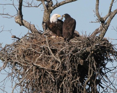 Llano Eagles, 2005 .jpg