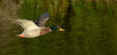 mallardlow.jpg