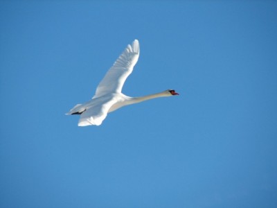 Big Swan.JPG