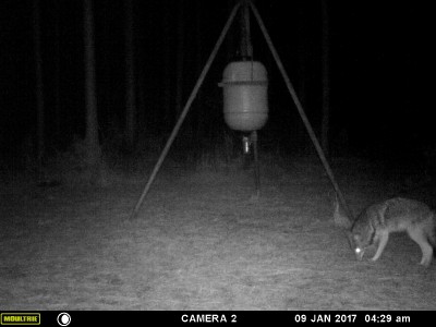There were 5 pictures of this coyote as he approached the feeder.