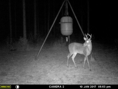 This one may make a mistake and end up in the freezer.